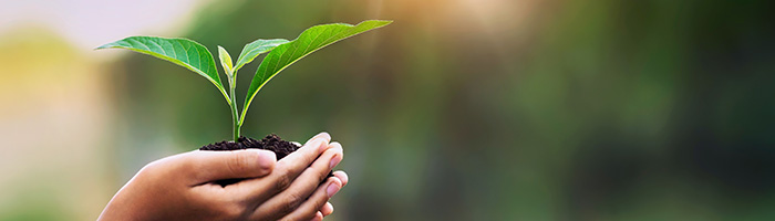 hand-children-holding-young-plant