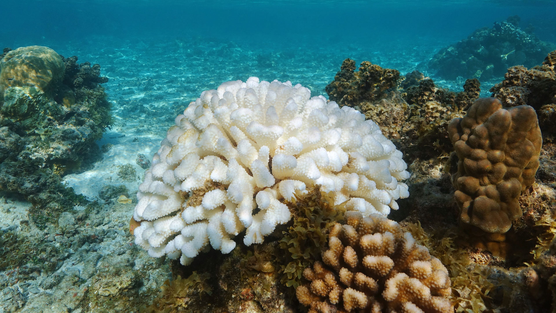 Coral reef