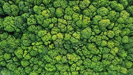 Environment-biodiversity-nature-top view-trees_AdobeStock_207714693