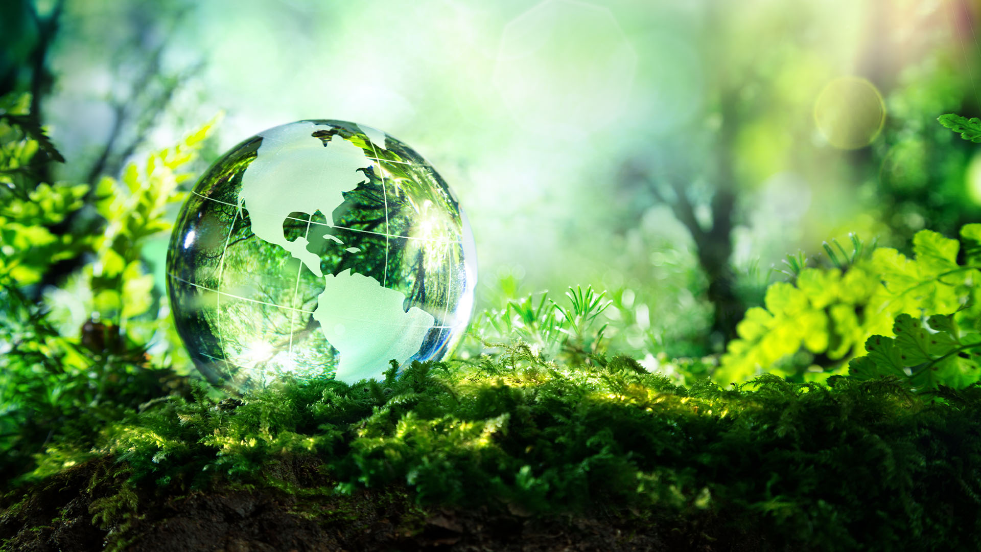 environmental law trees green globe