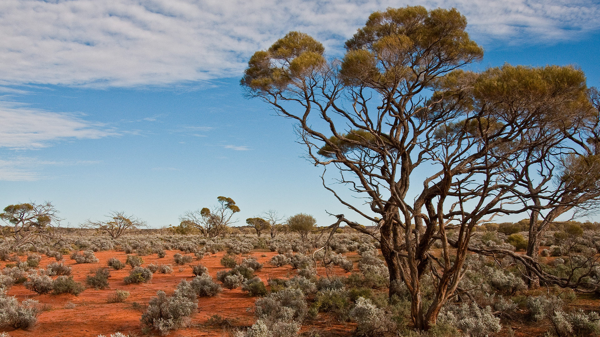 Talbott v Minister for the Environment [2020] FCA 1042