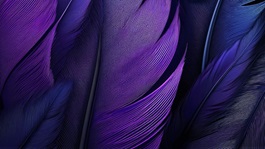 purple feathers