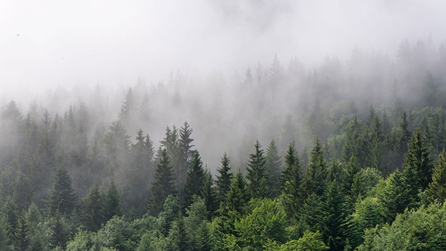 Trees in fog