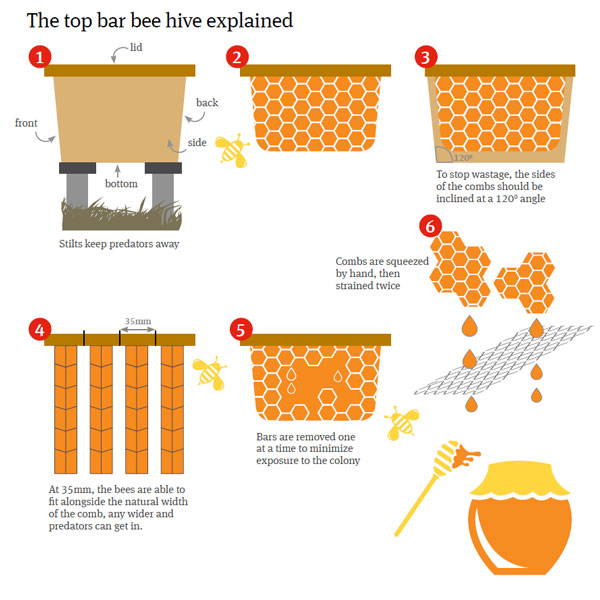 The African Bee-keeping Story | Global Law Firm | Norton Rose Fulbright