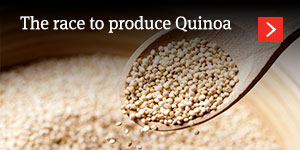  The race to produce Quinoa: opportunity knocks for grain farmers 