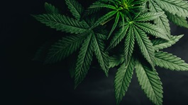 cannabis leaf background