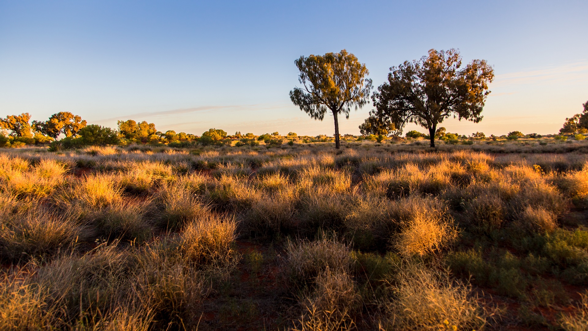 Land Restoration Fund Update: New funding announced for Queensland carbon farming projects to mitigate climate change