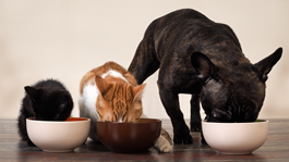 Consumer markets webinar series: Hot topics in pet products